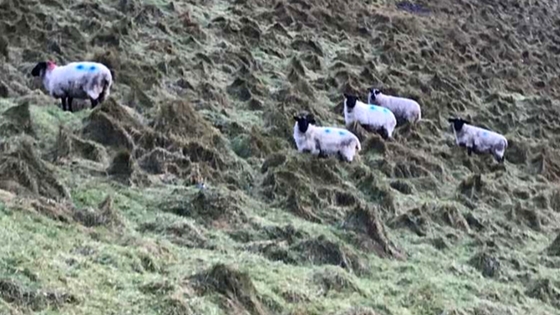 Sligo Sheep climbing close to the Caves of Keash.